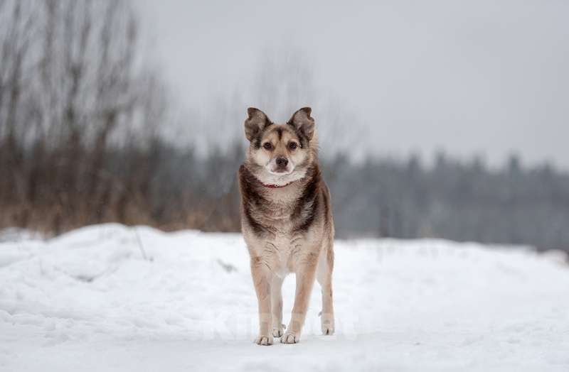 Собаки в Москве: Небольшой шоколадный пёсик Нейхем в добрые руки Мальчик, Бесплатно - фото 5