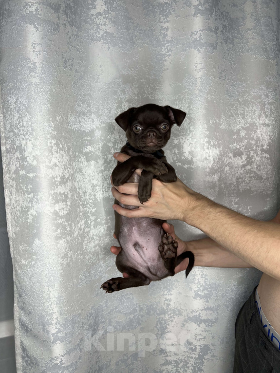 Собаки в Казани: Чихуахуа щенки коричневый симпатяга  Мальчик, 35 000 руб. - фото 3