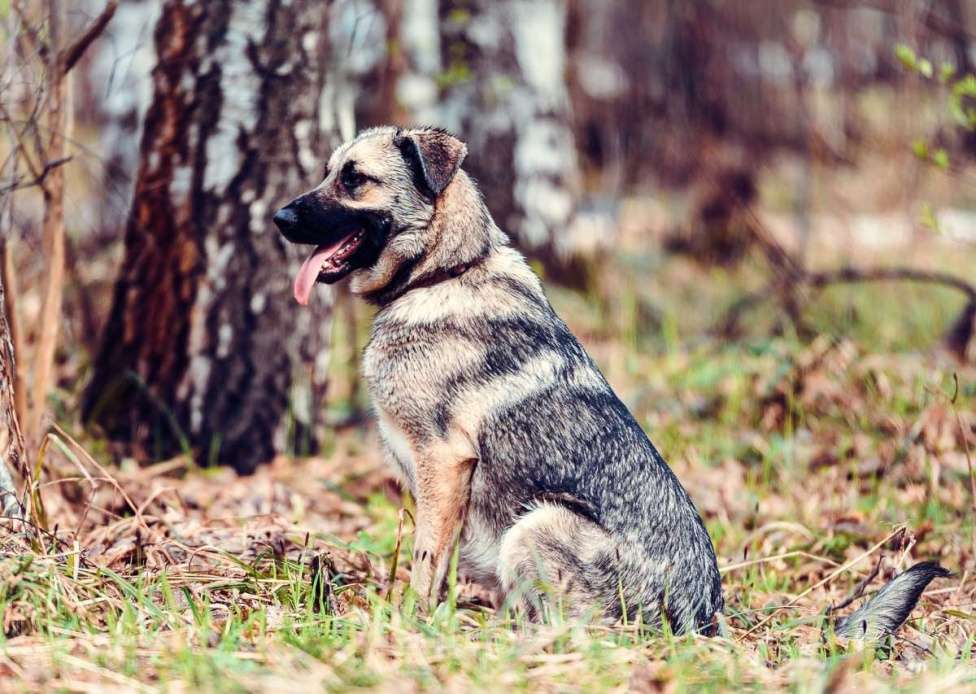 Собаки в Москве: Сенди Девочка, Бесплатно - фото 4