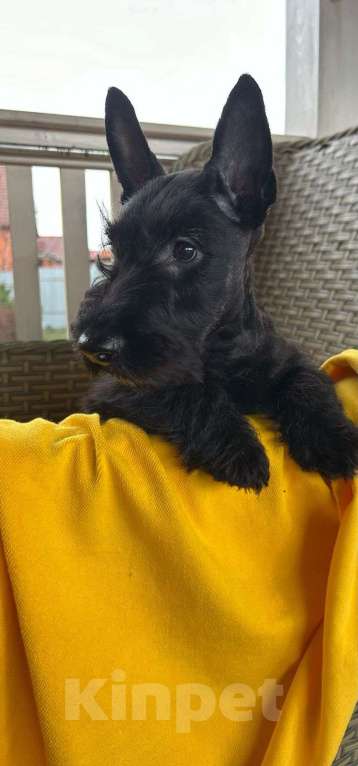 Собаки в Москве: породные щенки скотч терьера (девочки) Девочка, 70 000 руб. - фото 5