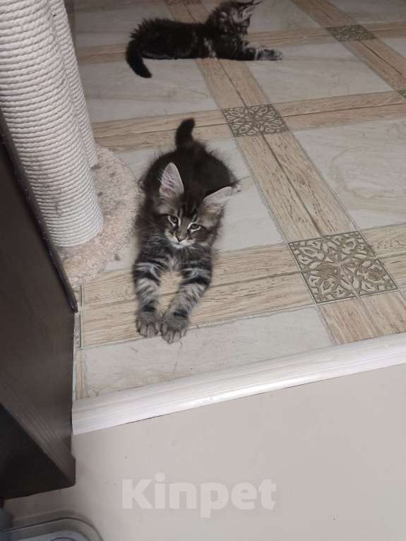 Кошки в других городах Московской области: Котята Мальчик, 35 000 руб. - фото 5