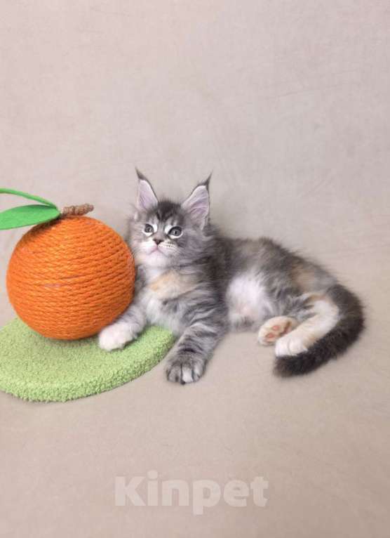 Кошки в Москве: Девочка помет С Девочка, 65 000 руб. - фото 8