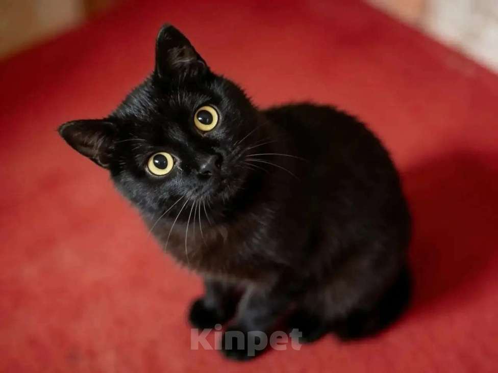 Кошки в Одинцово: Котик-бегемотик даром Мальчик, Бесплатно - фото 1