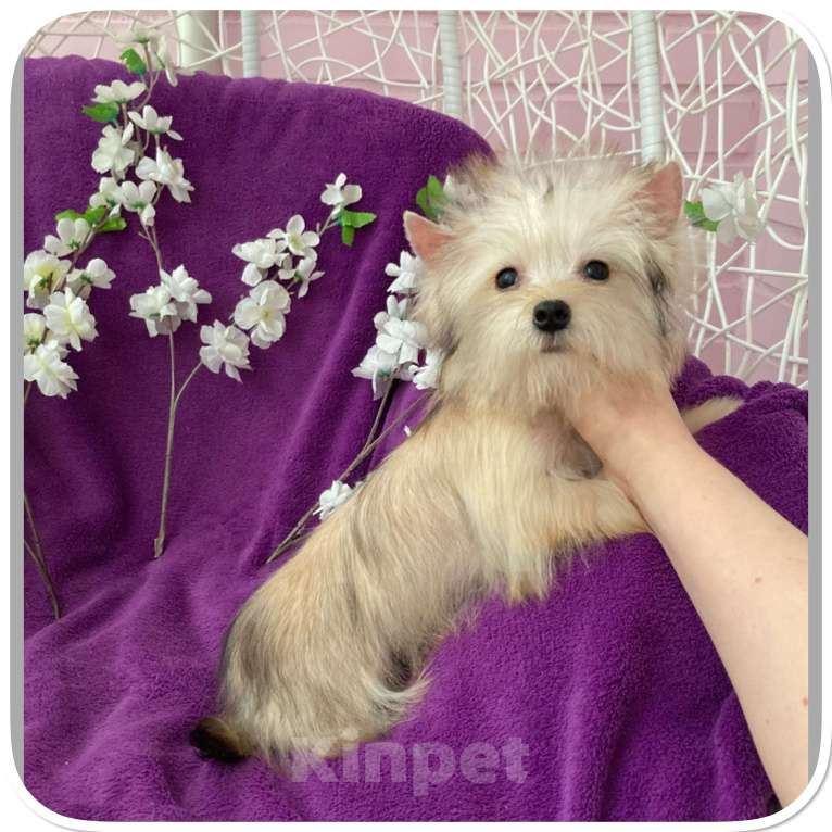 Собаки в Москве: Йорк мини девочка золотая игривая Девочка, 70 000 руб. - фото 10