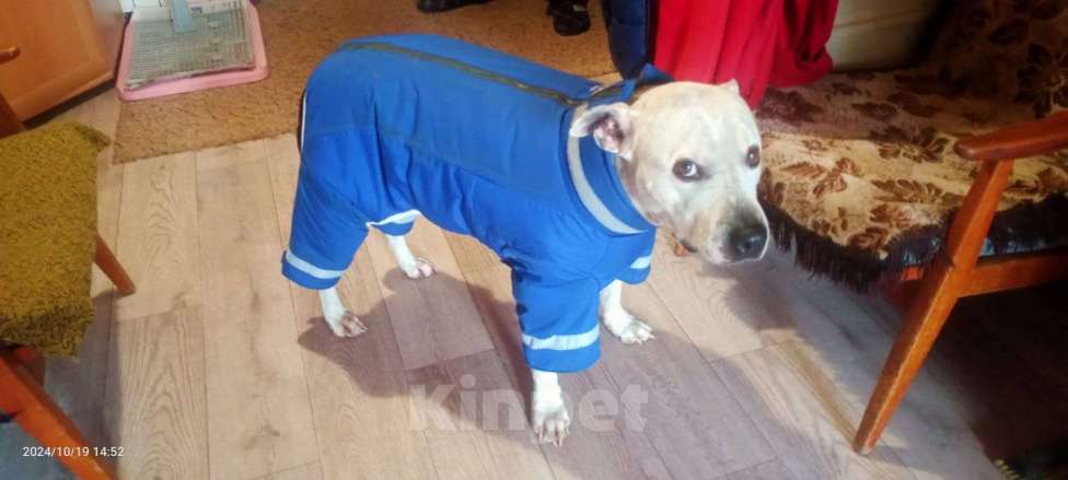 Собаки в Москве: Отдам питбуля в добрые руки Мальчик, Бесплатно - фото 3