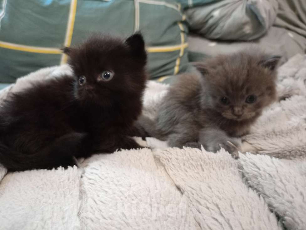 Кошки в Барнауле: Феликс Мальчик, 20 000 руб. - фото 6