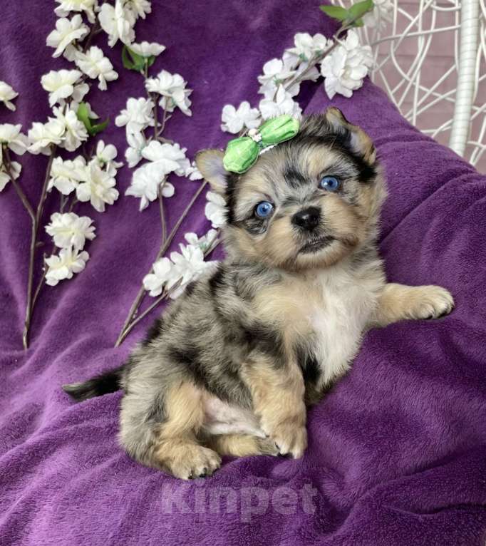Собаки в Москве: Йорк с двумя синими глазами мальчик мерле Мальчик, 120 000 руб. - фото 10