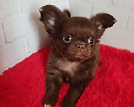 Собаки в Санкт-Петербурге: Шоколадный мальчик  Мальчик, 70 000 руб. - фото 1