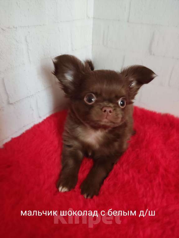 Собаки в Санкт-Петербурге: Шоколадный мальчик  Мальчик, 70 000 руб. - фото 1