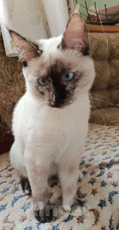 Кошки в Москве: Ласковый котёнок в добрые руки  Девочка, Бесплатно - фото 3