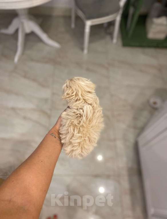 Собаки в Москве: Мия  Девочка, 130 000 руб. - фото 2