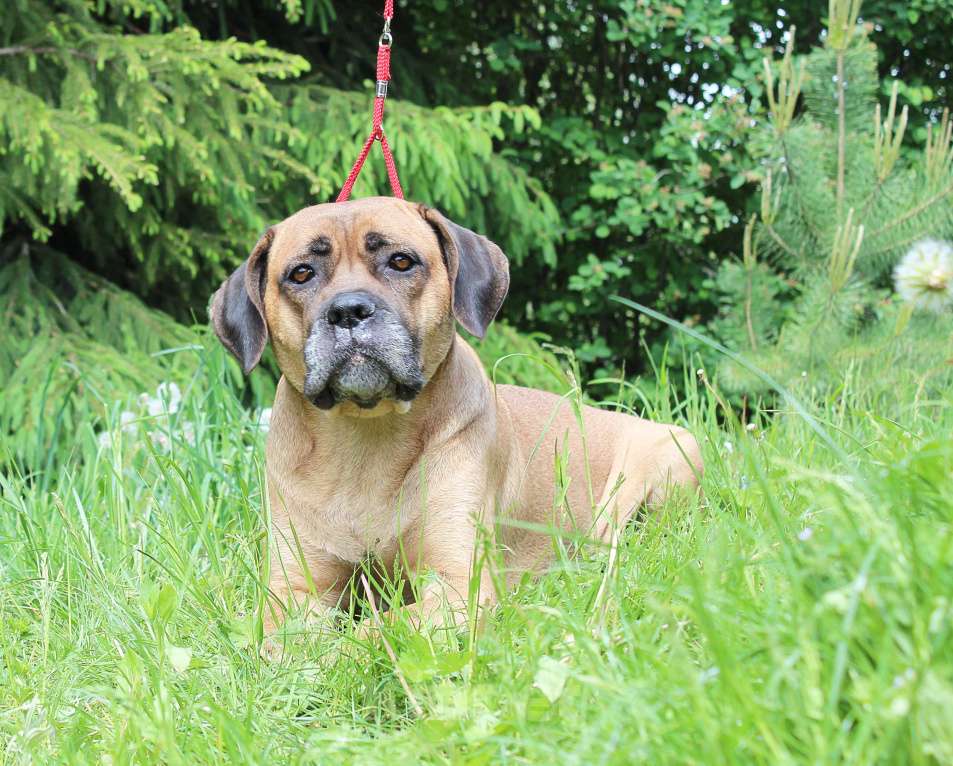 Собаки в Брянске: Щенки Кане Корсо  Мальчик, 50 000 руб. - фото 6