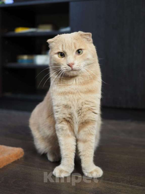 Кошки в Люберцах: Ищет дом очаровательный Симба. Мальчик, Бесплатно - фото 2