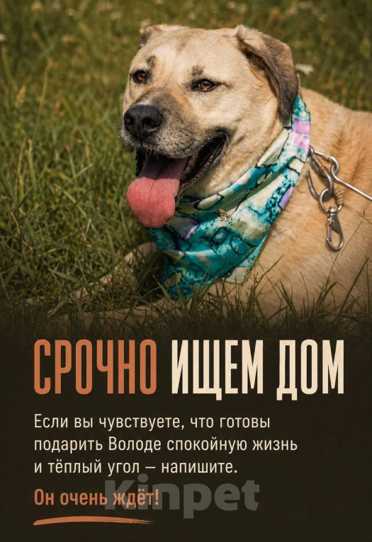 Собаки в Владимире: Метис лабрадора мальчик Мальчик, Бесплатно - фото 3