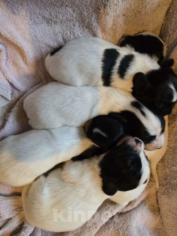 Собаки в других городах Московской области: Щенки на выбор Папильон с родословной  Мальчик, 50 000 руб. - фото 7