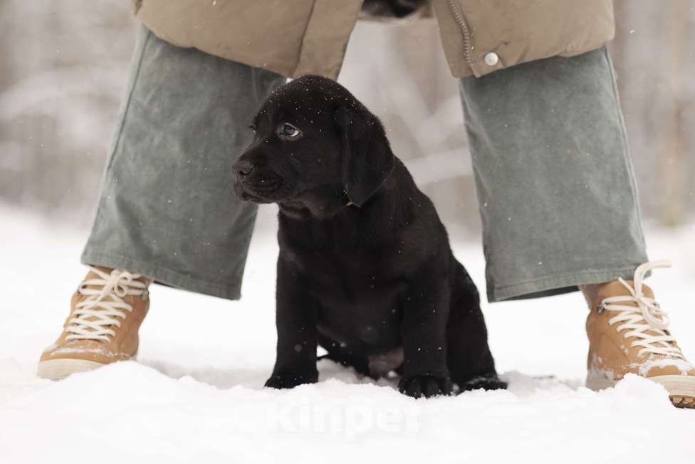 Собаки в Санкт-Петербурге: IRISLAV BRUNO Мальчик, 160 000 руб. - фото 3