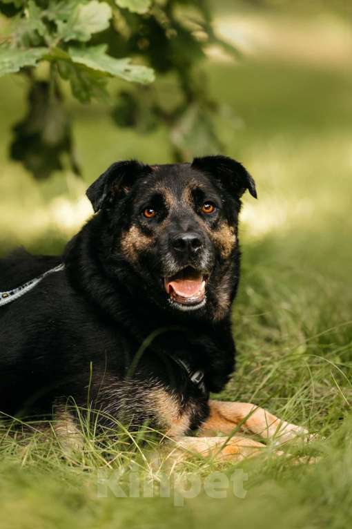 Собаки в Москве: Славный Майло ищет дом Мальчик, Бесплатно - фото 5