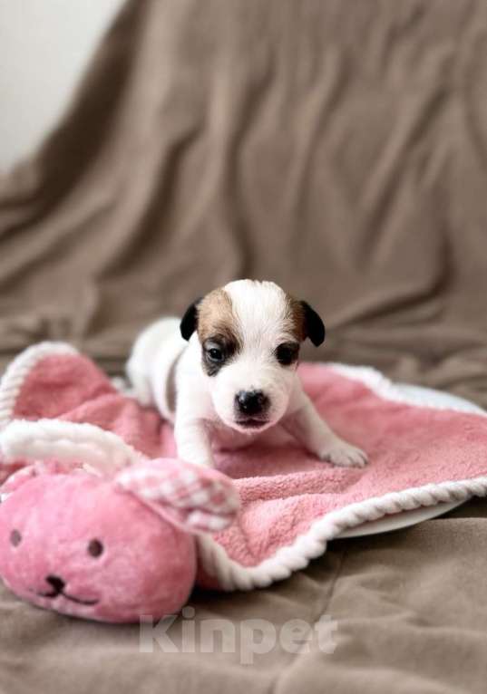 Собаки в Москве: Щенки от титулованных родителей Мальчик, Бесплатно - фото 5