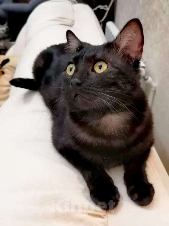 Кошки в Одинцово: котик остался без хозяина Мальчик, Бесплатно - фото 3