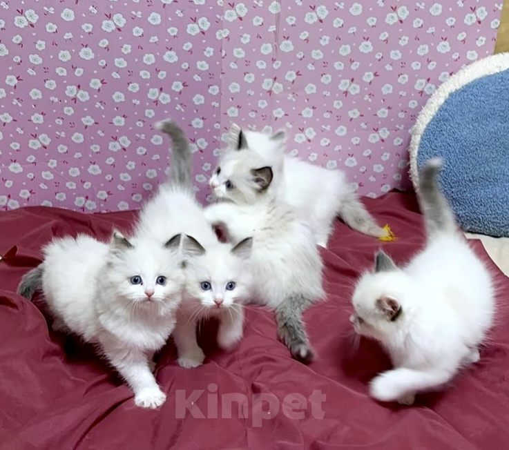 Кошки в Владивостоке: Милашки Рэгдолл биколор  Девочка, 100 000 руб. - фото 3