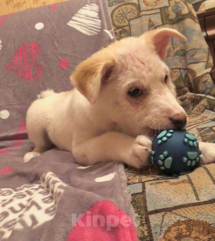 Собаки в других городах Московской области: Щенки в добрые руки Разнополые, Бесплатно - фото 5