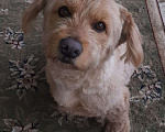 Собаки в Краснодаре: Розовый пёс в очень добрые руки Мальчик, 555 руб. - фото 4