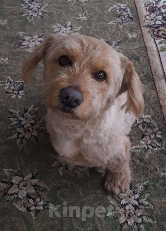 Собаки в Краснодаре: Розовый пёс в очень добрые руки Мальчик, 555 руб. - фото 4