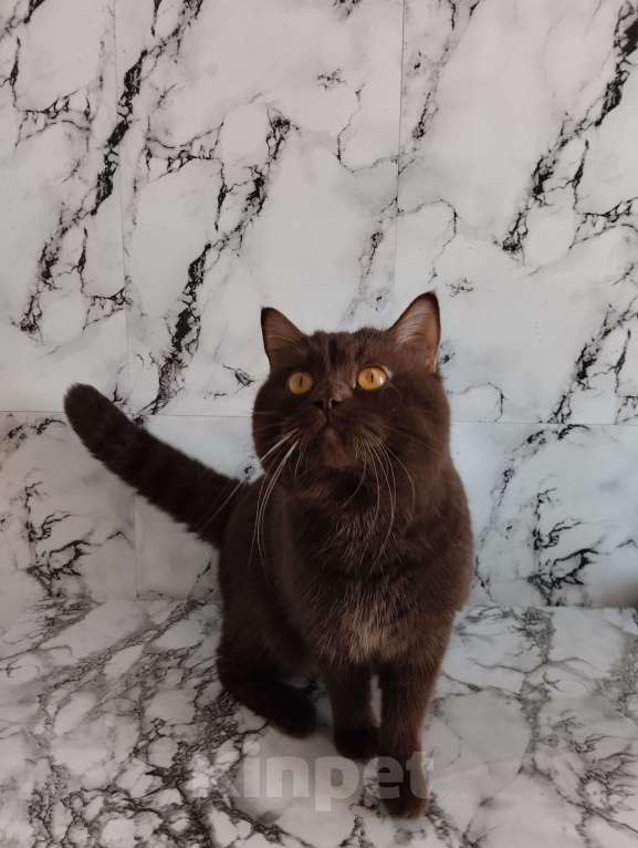 Кошки в Москве: Британский кот окрас шоколад носитель циннамона Мальчик, 40 000 руб. - фото 8
