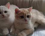 Кошки в Ставрополе: Британская золотая шиншилла (девочка) Девочка, 70 000 руб. - фото 4