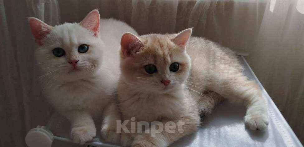 Кошки в Ставрополе: Британская золотая шиншилла (девочка) Девочка, 70 000 руб. - фото 4