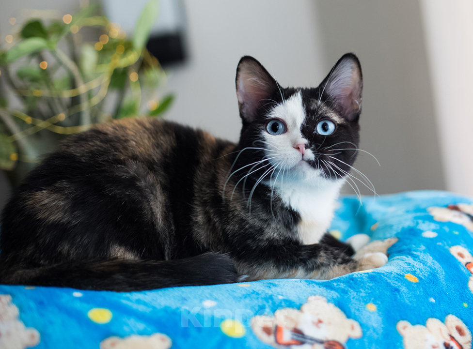 Кошки в Москве: Девочка Черепаховая- Доминантные голубые глаза Девочка, 25 000 руб. - фото 3