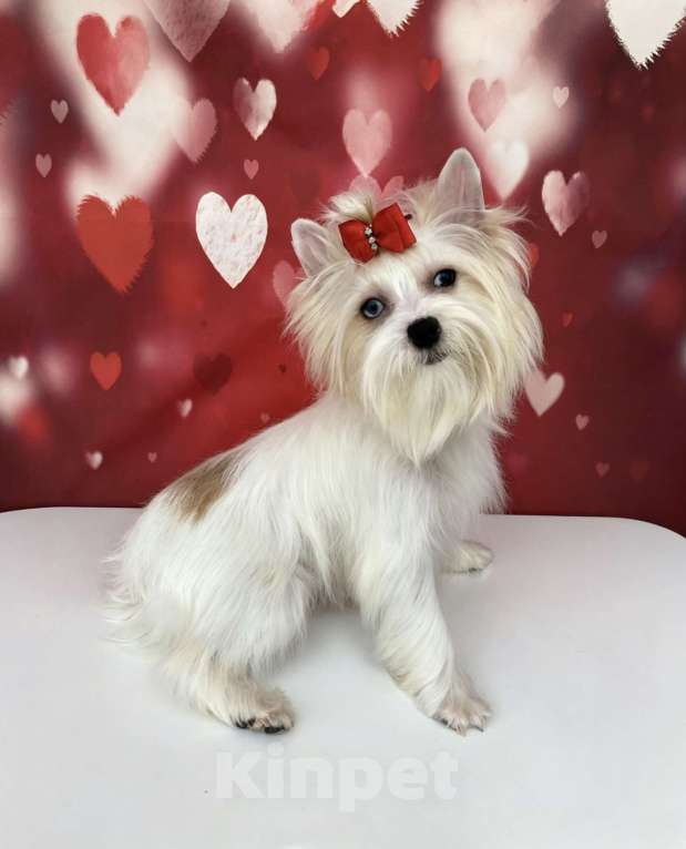 Собаки в Москве: Белый йорк с синими глазами девочка подрощенная Девочка, 100 000 руб. - фото 6