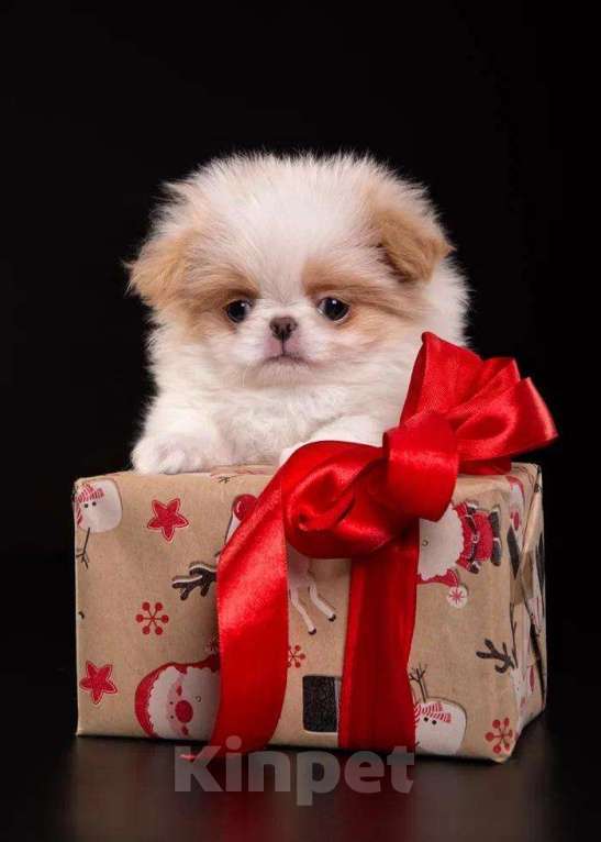 Собаки в других городах Нижегородской области: Щенки породы японский хин Девочка, Бесплатно - фото 3