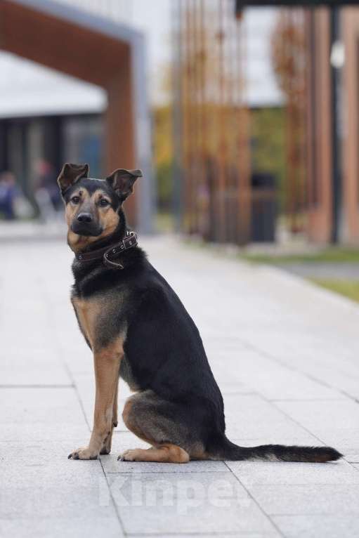 Собаки в Москве: Носик ищет дом Мальчик, Бесплатно - фото 2