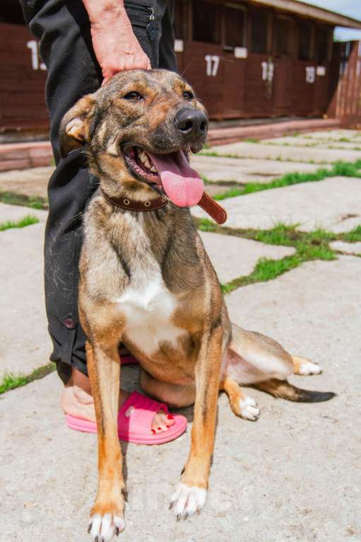 Собаки в Москве: Ласкушечка Стеша в поисках любящей семьи Девочка, 100 руб. - фото 4