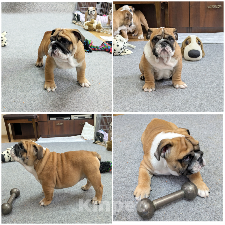 Собаки в Калининграде: Предлагается к продаже Мальчик, 100 000 руб. - фото 1