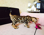 Кошки в Новосибирске: Бенгальские котята классического окраса, 100 000 руб. - фото 2