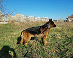Собаки в Краснодаре: Кобель на вязку Мальчик, 1 руб. - фото 3
