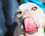 Собаки в Клине: Нежная Фая Девочка, Бесплатно - фото 4