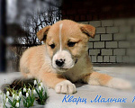 Собаки в Москве: Щенки метисы бельгийской овчарки в дар, Бесплатно - фото 4