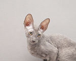 Кошки в Гатчине: Харитоша  Мальчик, 25 000 руб. - фото 5