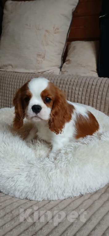 Собаки в Москве: Девочка Кавалер Кинг Чарльз спаниель  Девочка, Бесплатно - фото 5