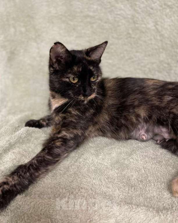 Кошки в Москве: Черепаховая кошечка с идеальным характером ищет свою семью! Девочка, Бесплатно - фото 2