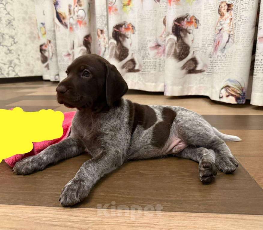 Собаки в Анапе: Щенки немецкого курцхаара от элитных родителей Мальчик, Бесплатно - фото 3
