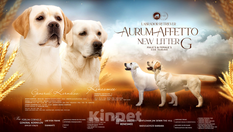 Собаки в Москве: Щенки лабрадора Мальчик, 80 000 руб. - фото 2