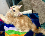 Кошки в Челябинске: Котята породы Мейн-кун Мальчик, 10 000 руб. - фото 5