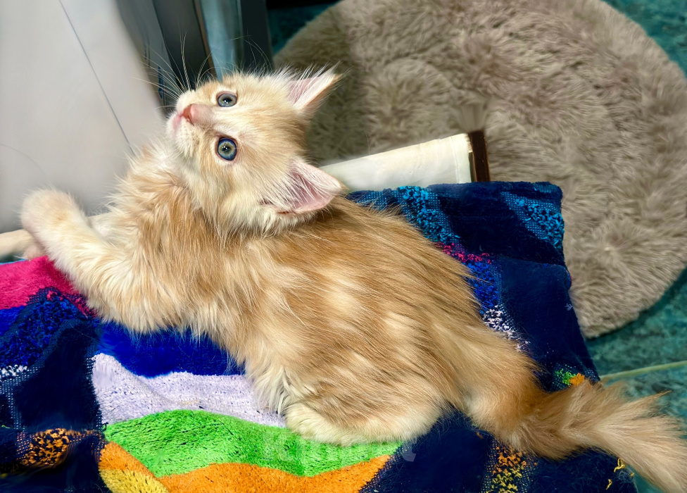 Кошки в Челябинске: Котята породы Мейн-кун Мальчик, 10 000 руб. - фото 5