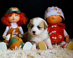 Собаки в Ярославле: Вельш-корги пемброк щенки Мальчик, 60 000 руб. - фото 8