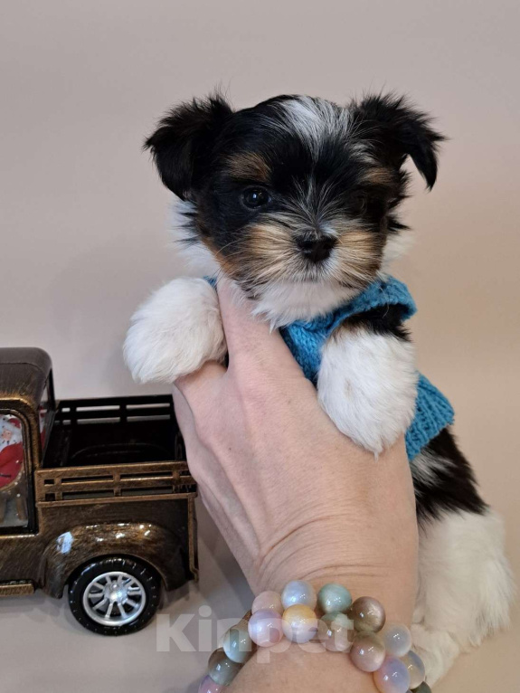 Собаки в Москве: Мини мальчик  Мальчик, Бесплатно - фото 1