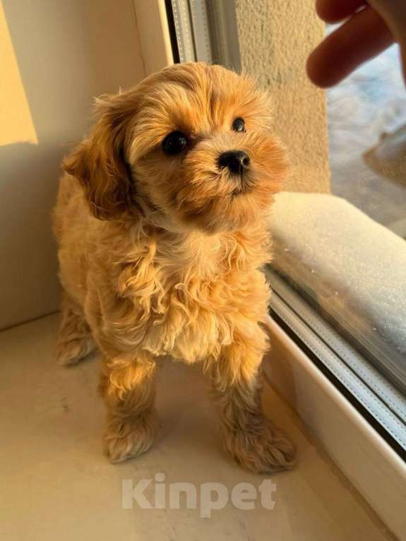 Собаки в Москве: Мальтипу девочка F1  Девочка, 130 000 руб. - фото 3